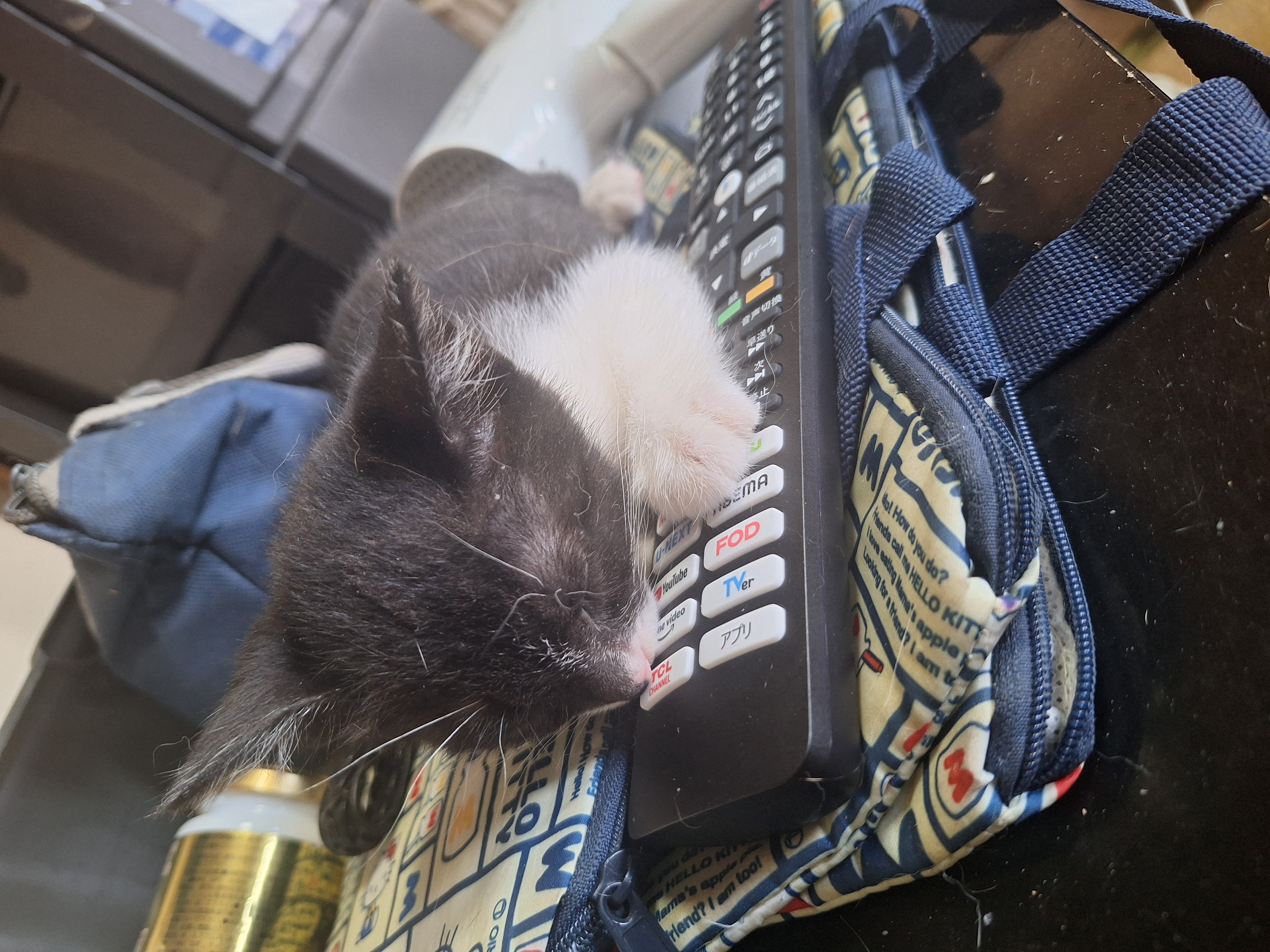 長崎デリバリーヘルス Lastgameの店長ブログ「拾ってきた野良ねこ」