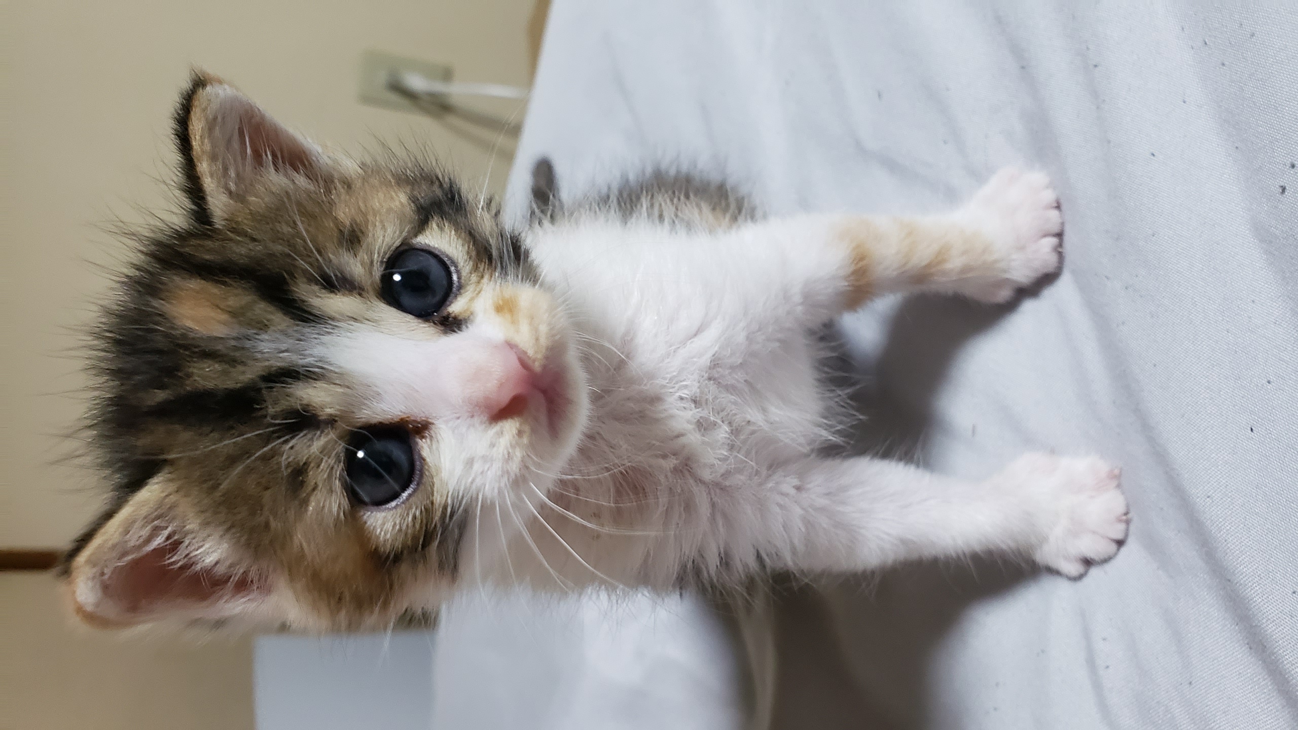 長崎デリバリーヘルス Lastgameの店長ブログ「拾ってきた野良ねこ」