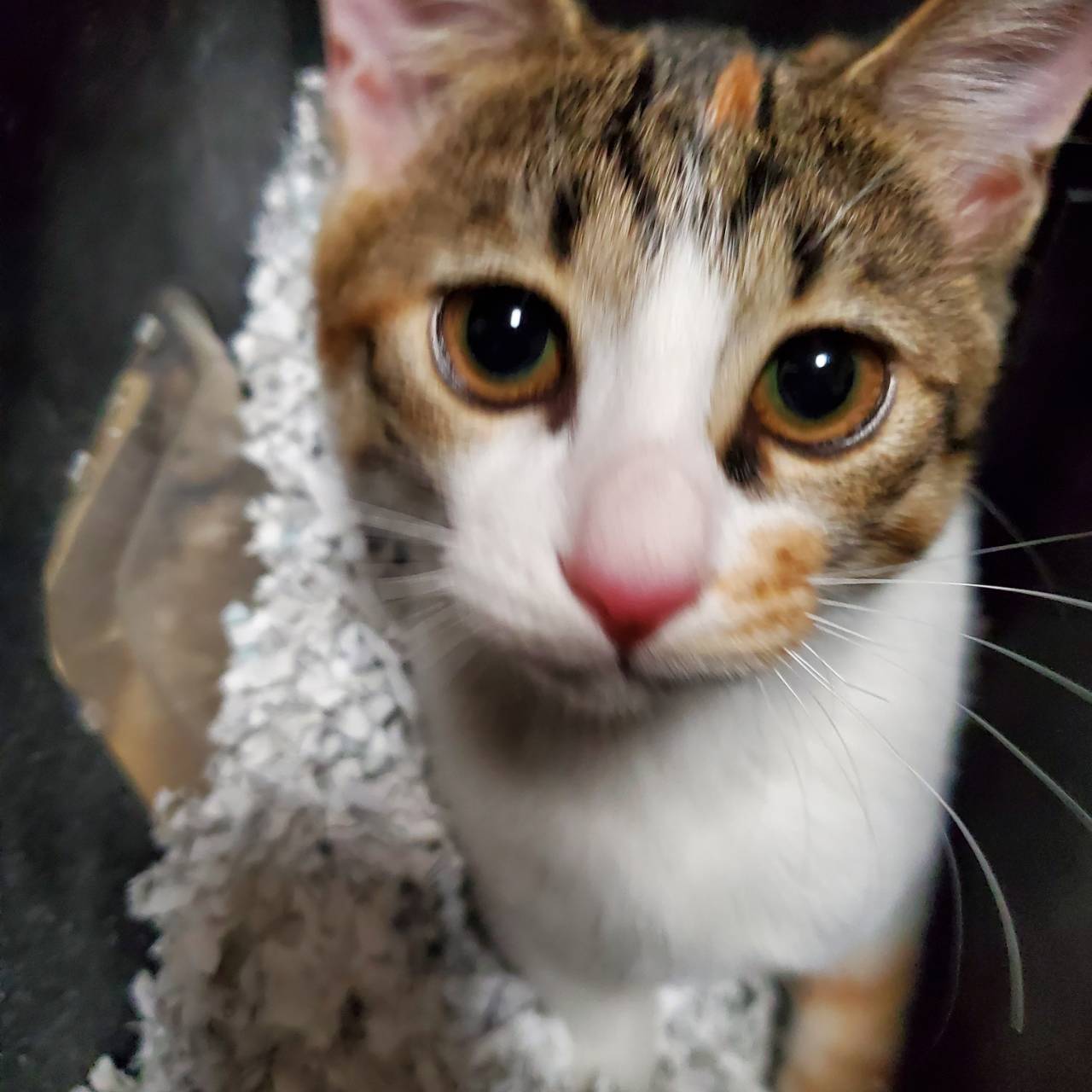 長崎デリバリーヘルス Lastgameの店長ブログ「拾うてきた猫2」