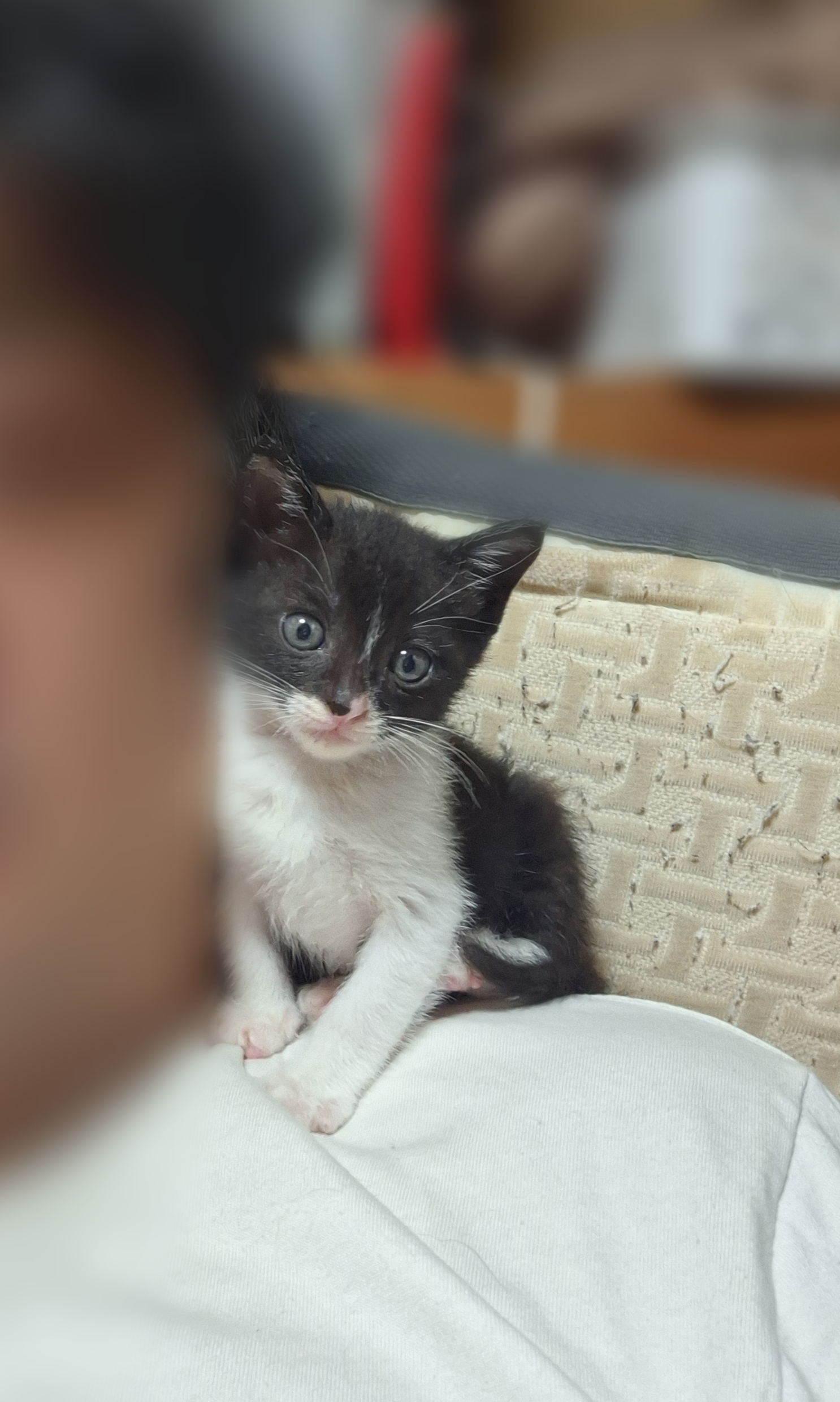 長崎デリバリーヘルス Lastgameの店長ブログ「その辺に落ちとった野良ねこ」
