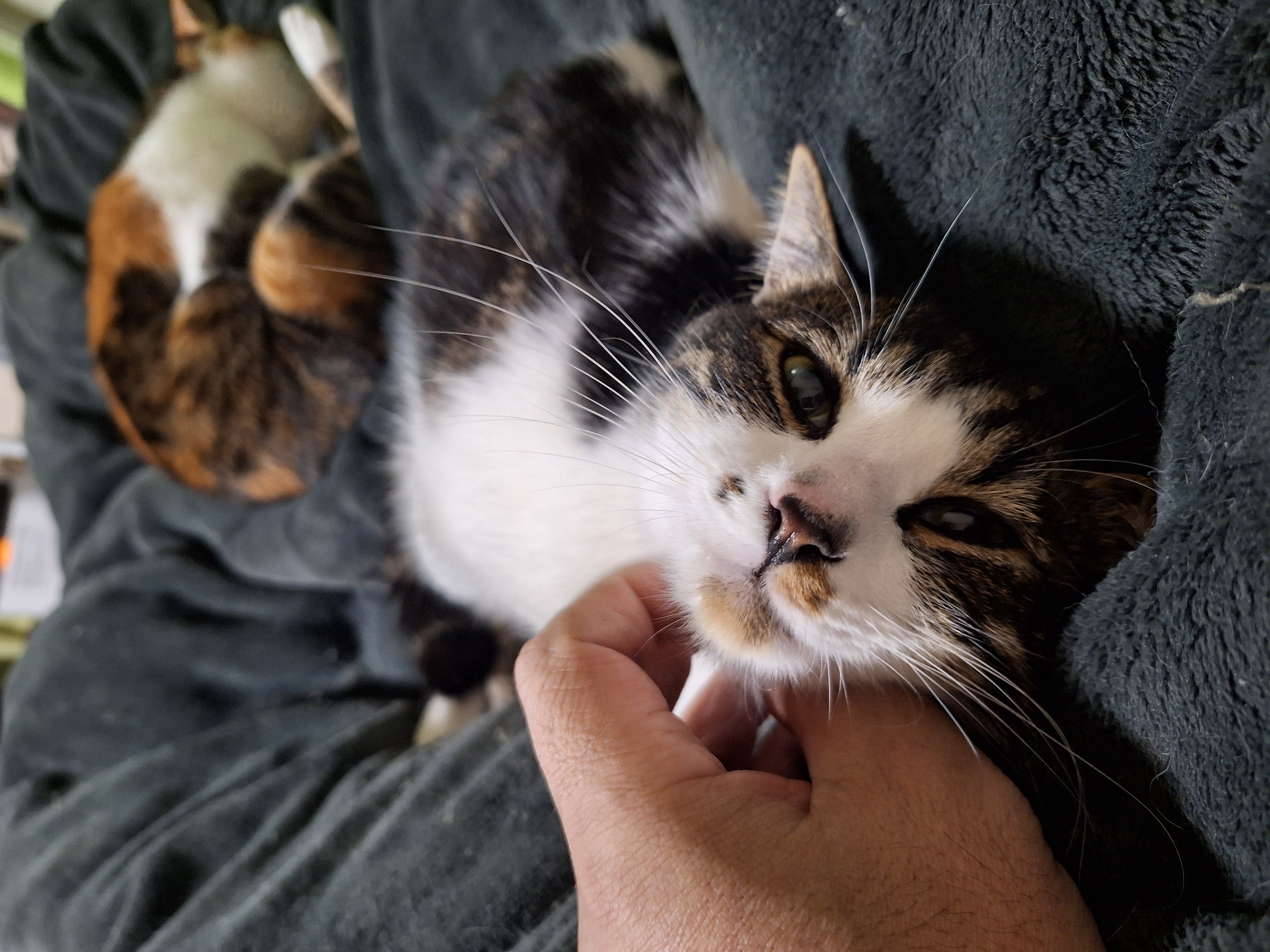 長崎デリバリーヘルス Lastgameの店長ブログ「飼い猫とらじろう君」